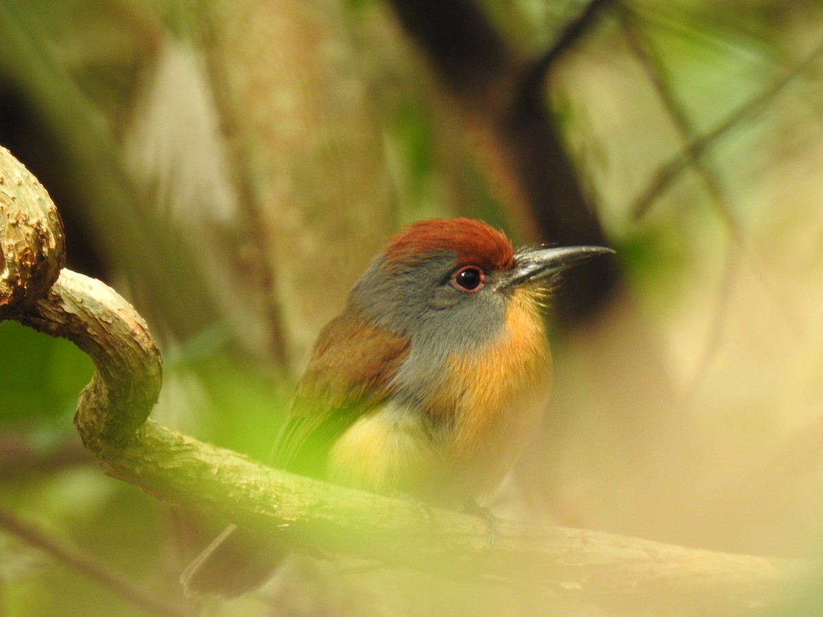 Rufous-capped Nunlet - ML611404906