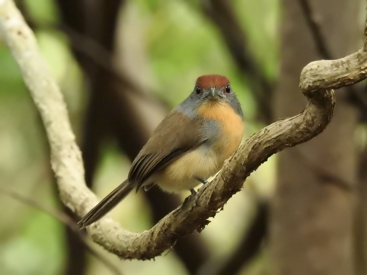 Rufous-capped Nunlet - ML611404907