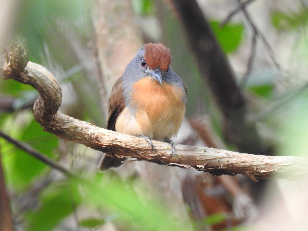 Rufous-capped Nunlet - ML611404908
