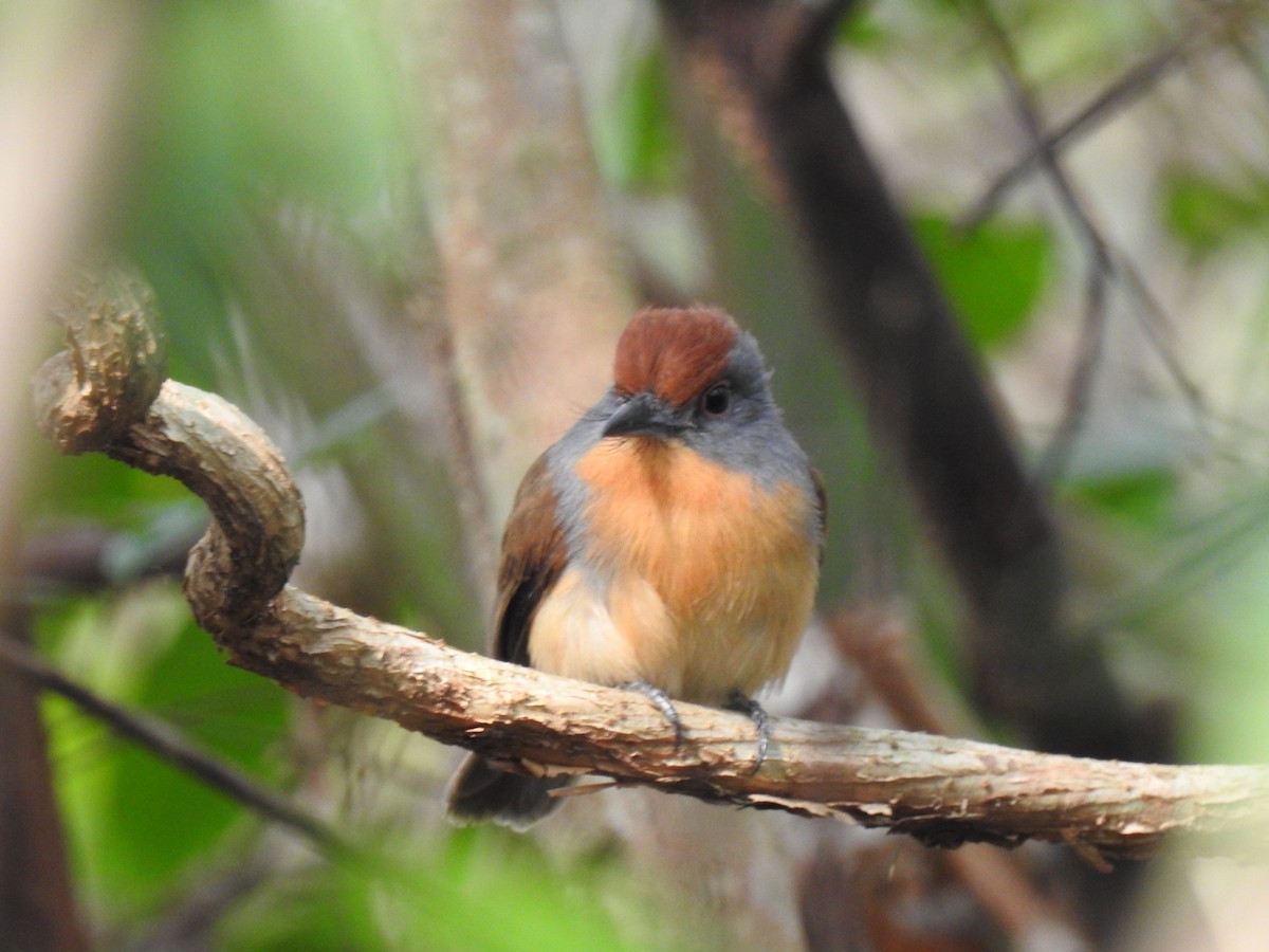 Rufous-capped Nunlet - ML611404909