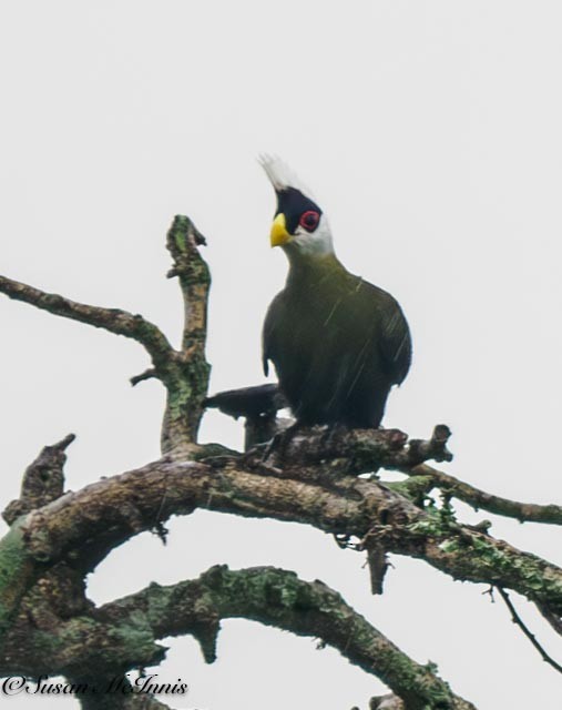 White-crested Turaco - ML611405033