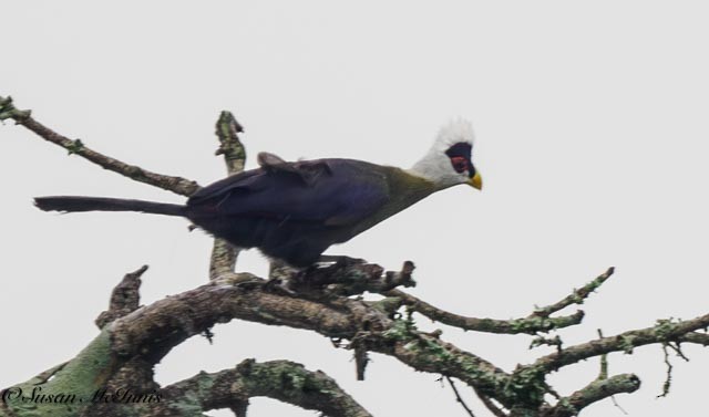 White-crested Turaco - ML611405063