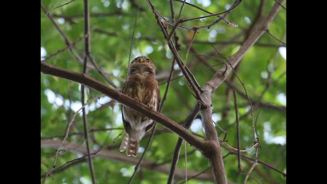 Colima Pygmy-Owl - ML611405078