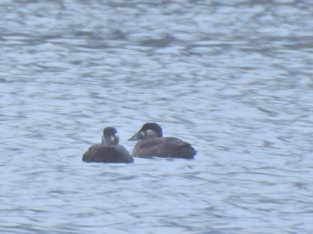 Surf Scoter - ML611405090