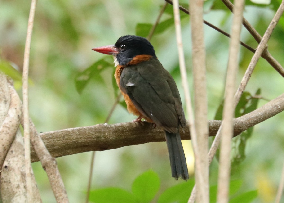 Green-backed Kingfisher (Black-headed) - ML611405093