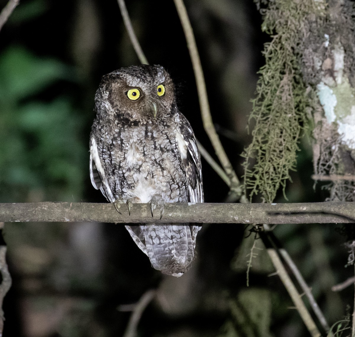 Montane Forest Screech-Owl - ML611405319
