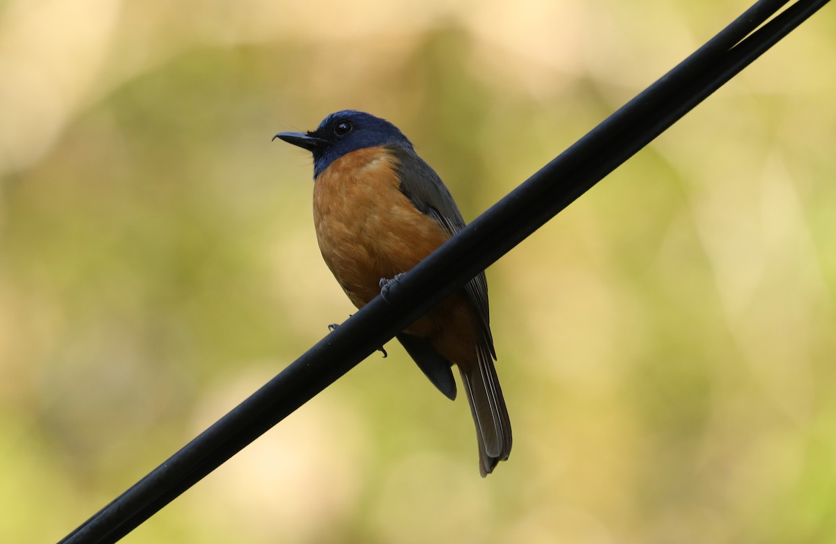 Blue-fronted Flycatcher - ML611405438