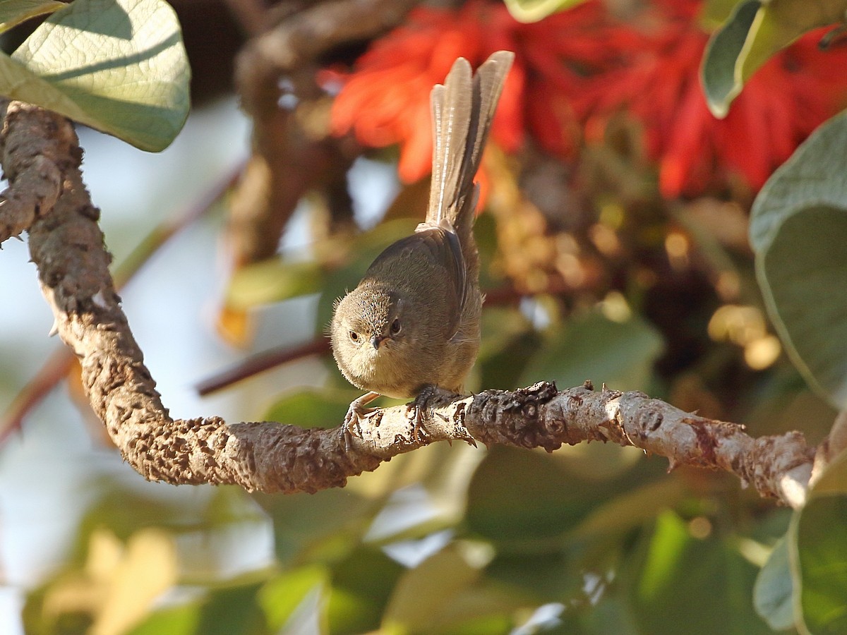 Malagasy Brush-Warbler (Malagasy) - ML611405578