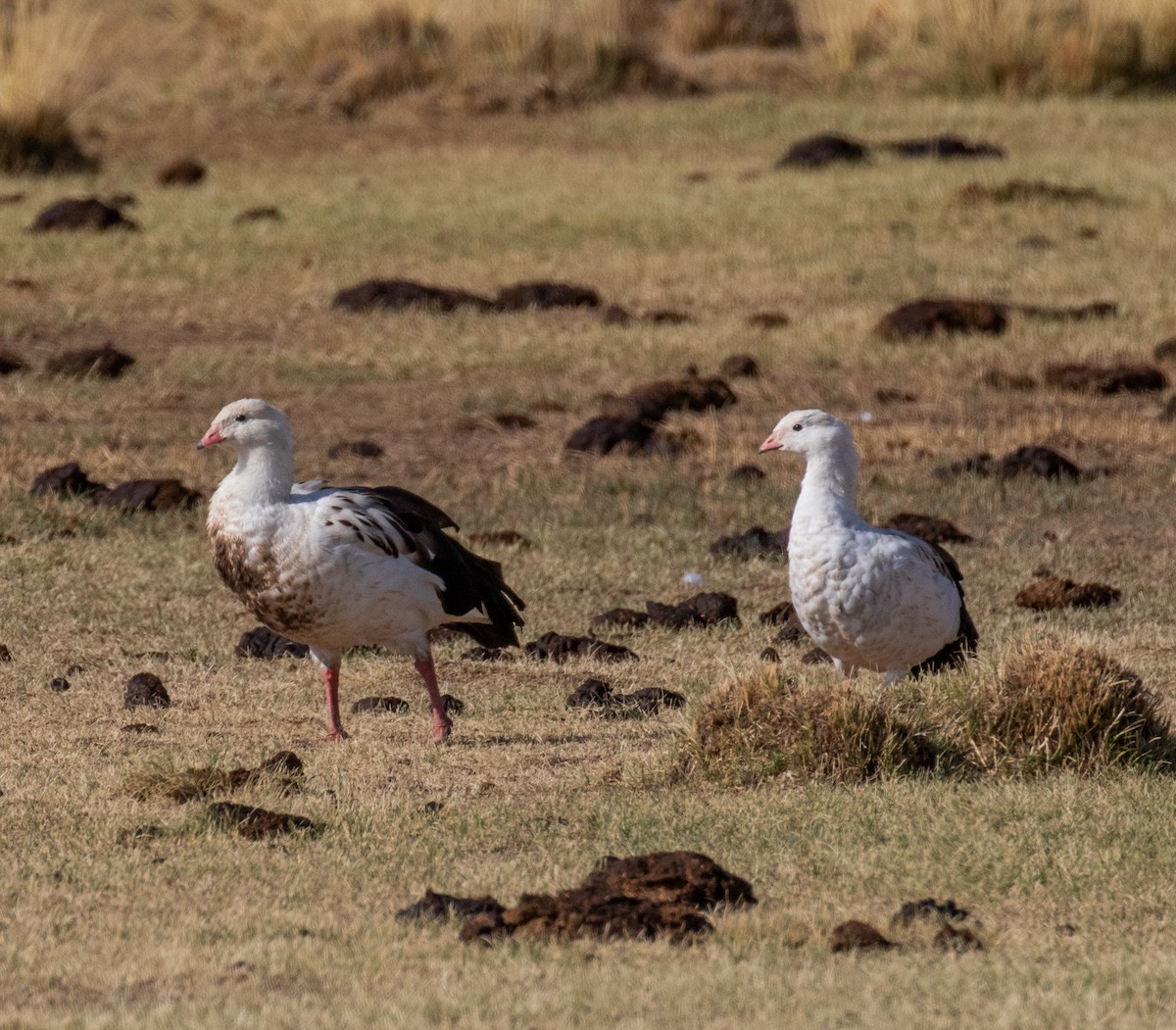 Andean Goose - ML611405930