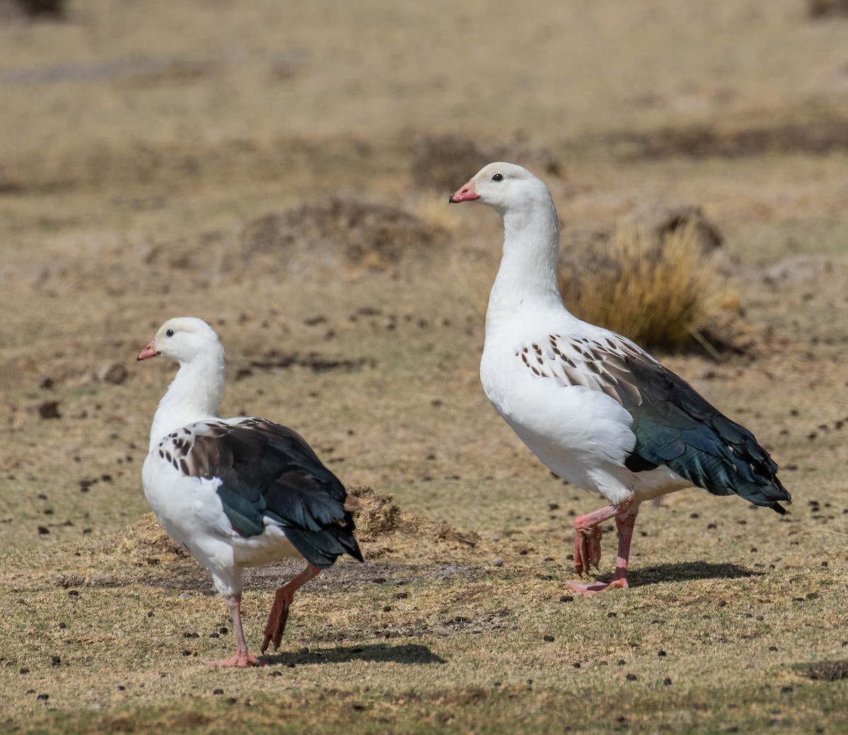 Andean Goose - ML611405937
