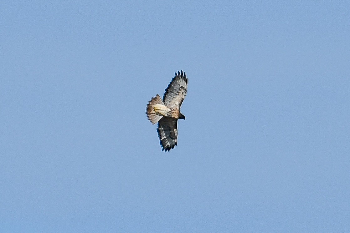 Red-tailed Hawk (umbrinus) - Bill Asteriades