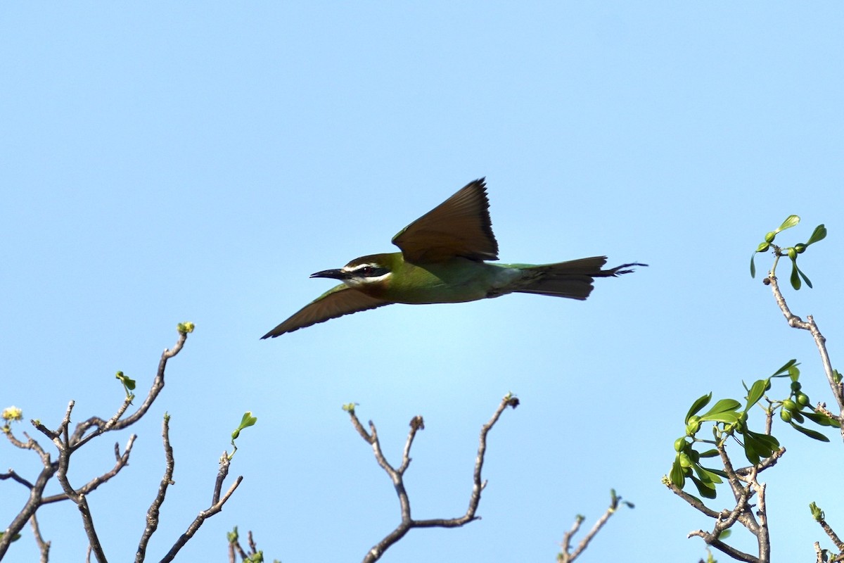 Madagascar Bee-eater - ML611406439