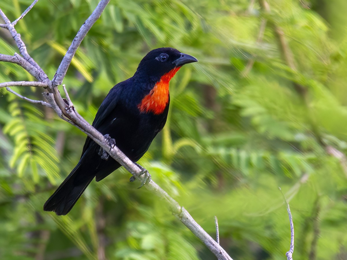 Scarlet-throated Tanager - Andres Vasquez Noboa