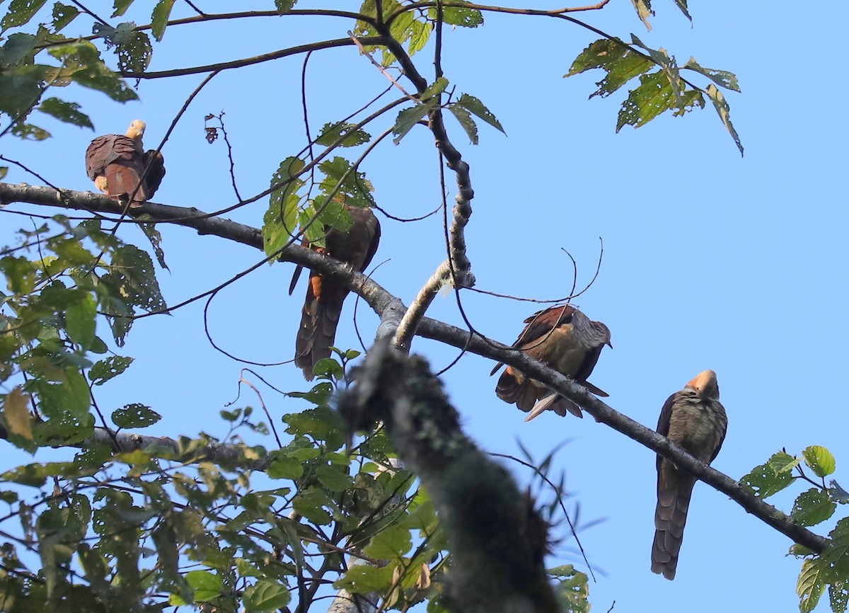 Sultan's Cuckoo-Dove (Sulawesi) - ML611407009