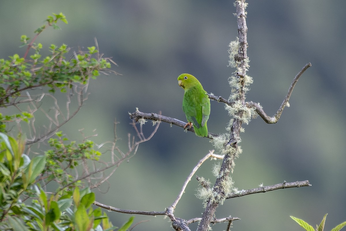 Andean Parakeet - ML611407151