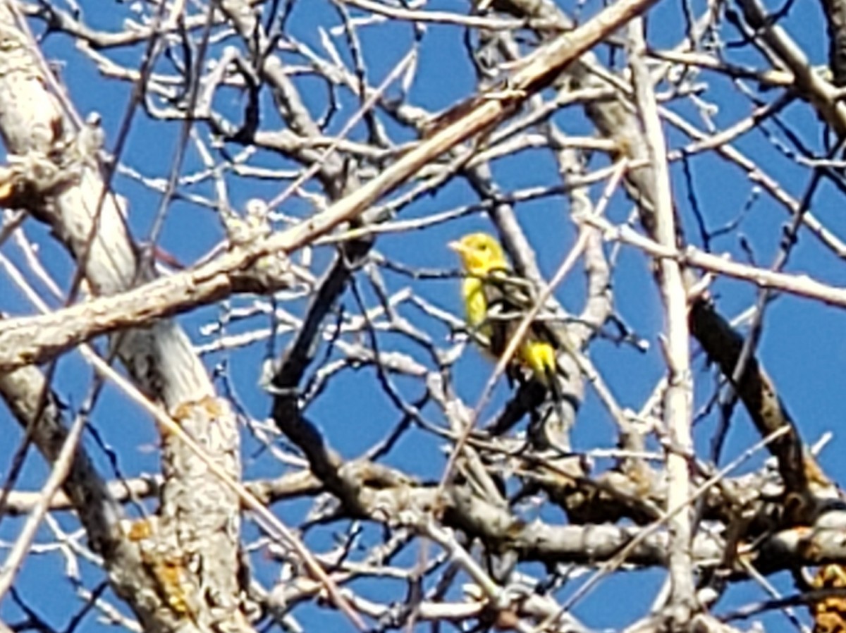 Western Tanager - ML611407309