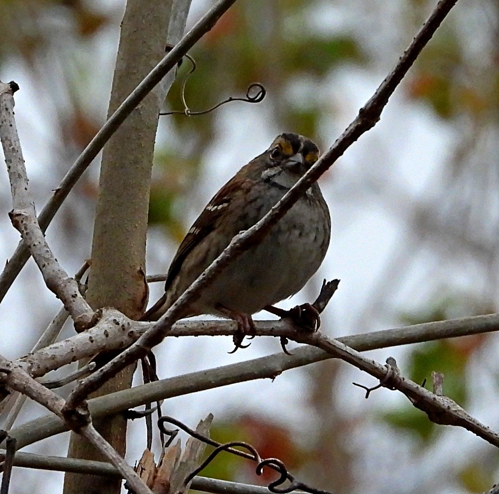 White-throated Sparrow - ML611407520