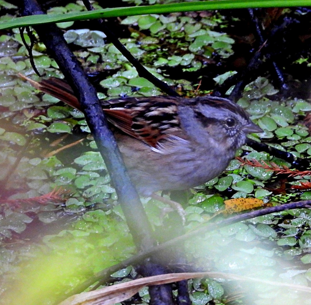 Swamp Sparrow - ML611407551