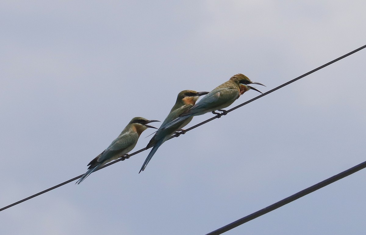 Blue-tailed Bee-eater - ML611407586