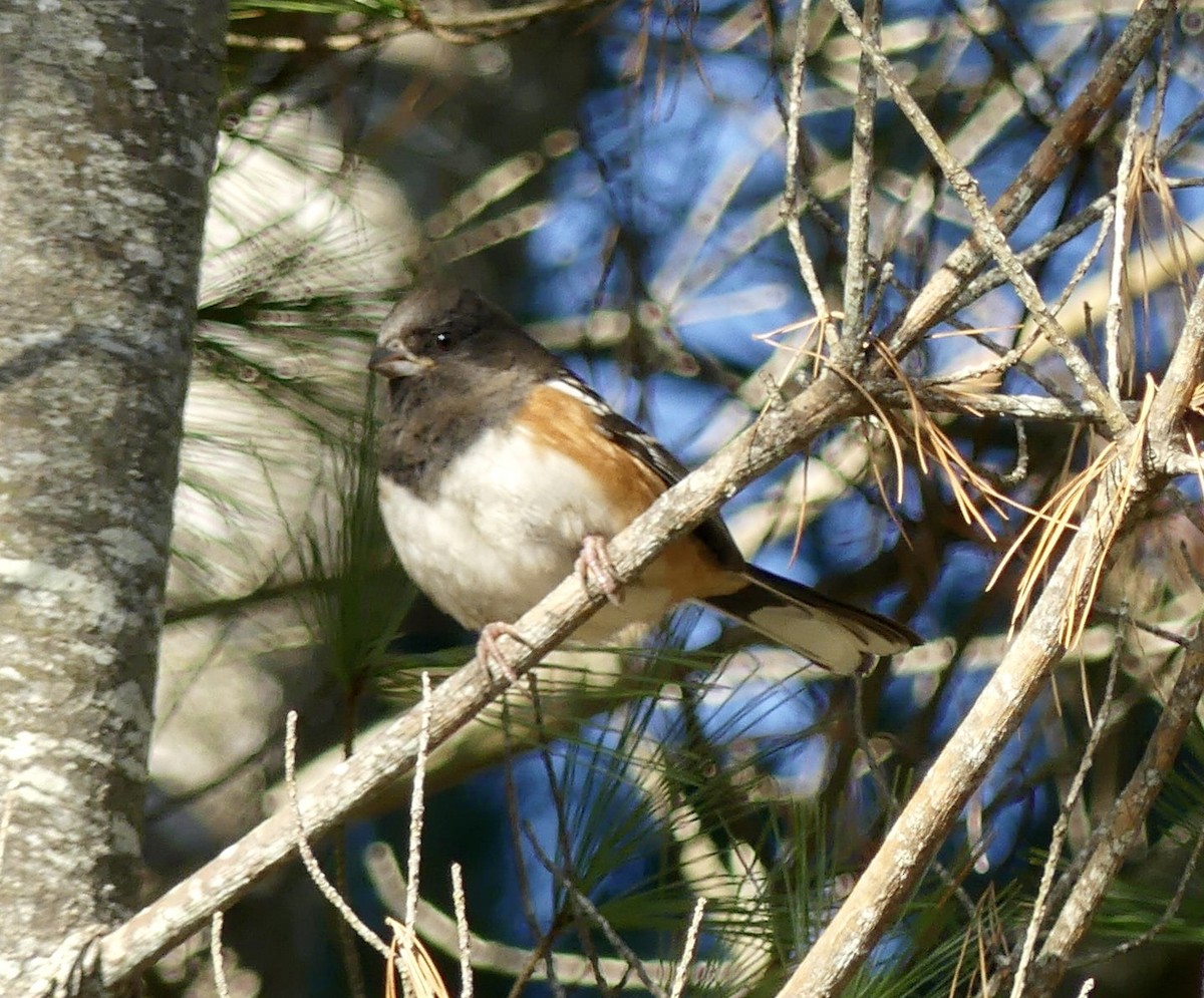 Spotted Towhee - ML611408034