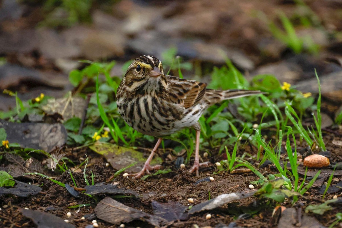 Savannah Sparrow (Savannah) - ML611408165