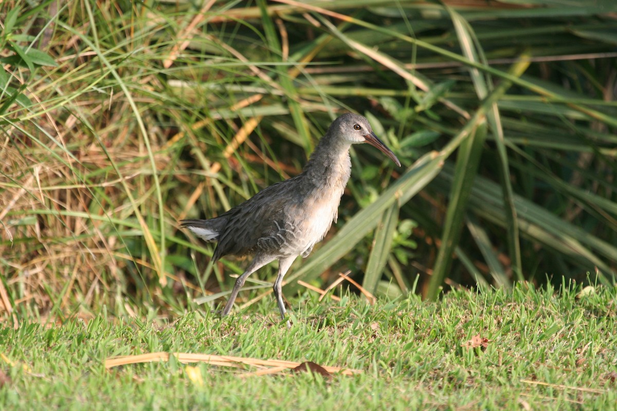 ebird-checklist-24-sep-2010-currituck-heritage-park-27-species