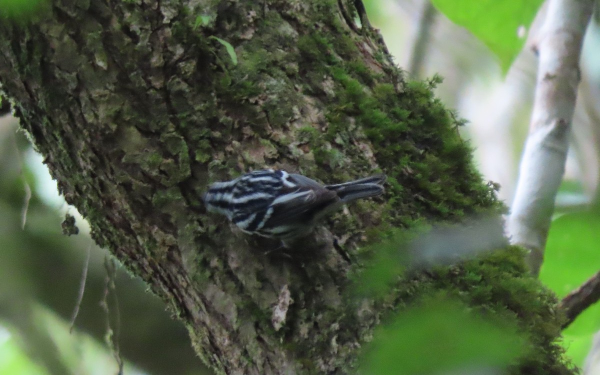 Black-and-white Warbler - ML611408341