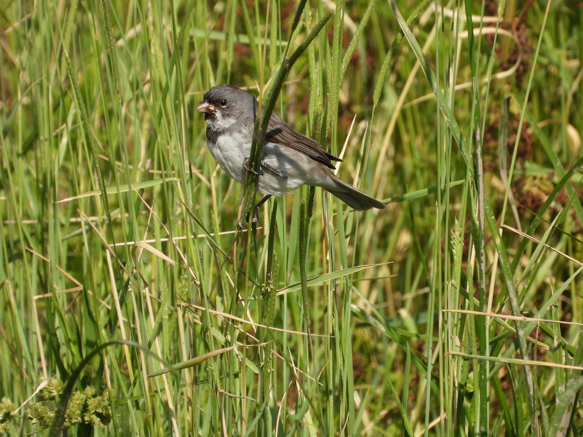 Double-collared Seedeater - ML611408619