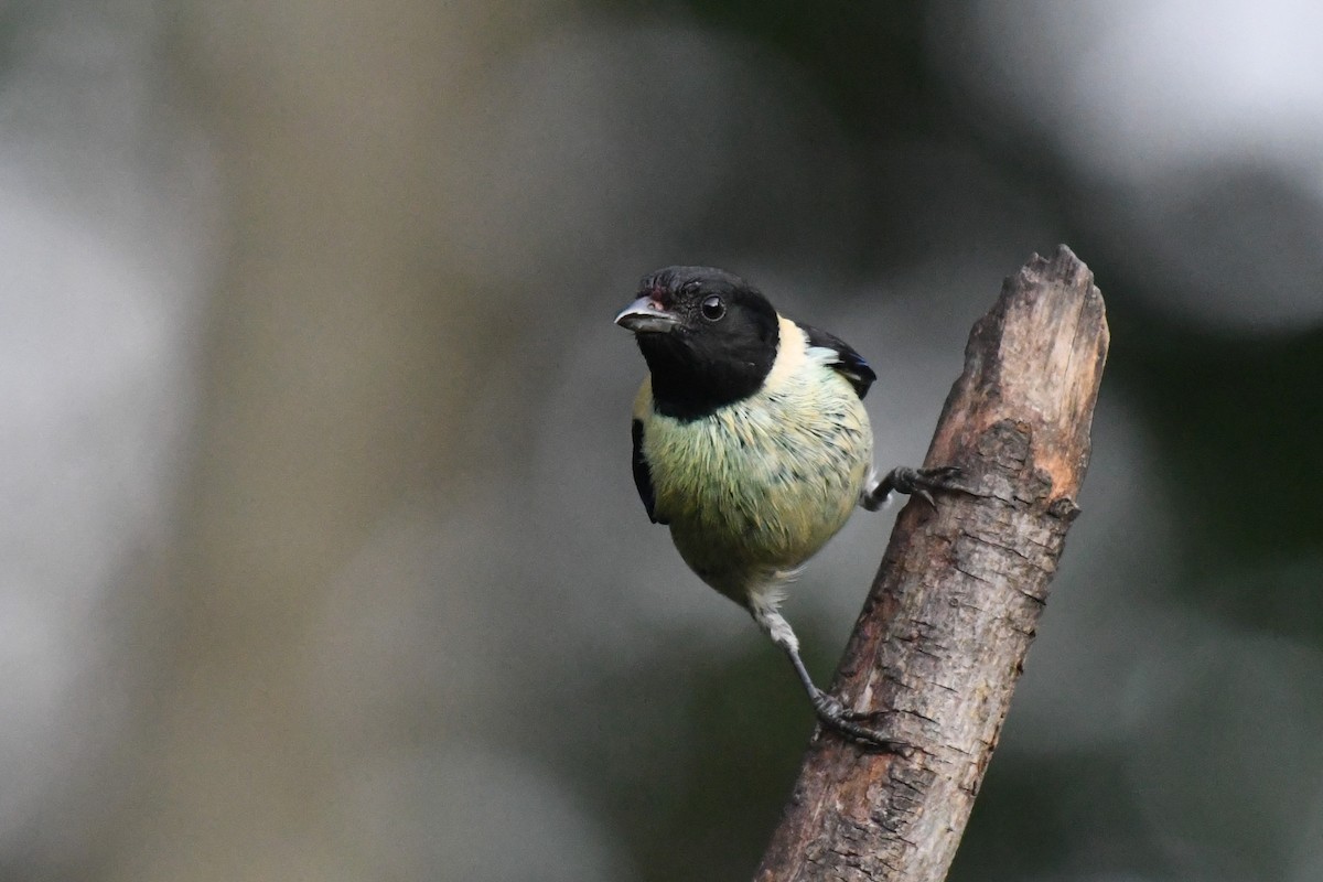 Black-headed Tanager - ML611408661