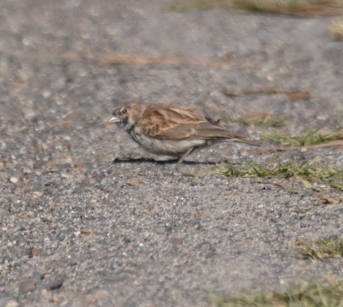 Black-eared Sparrow-Lark - ML611408935