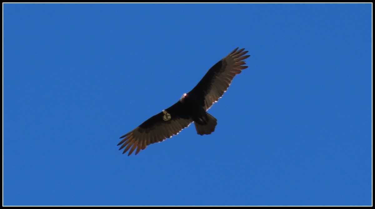 Turkey Vulture - ML611409065