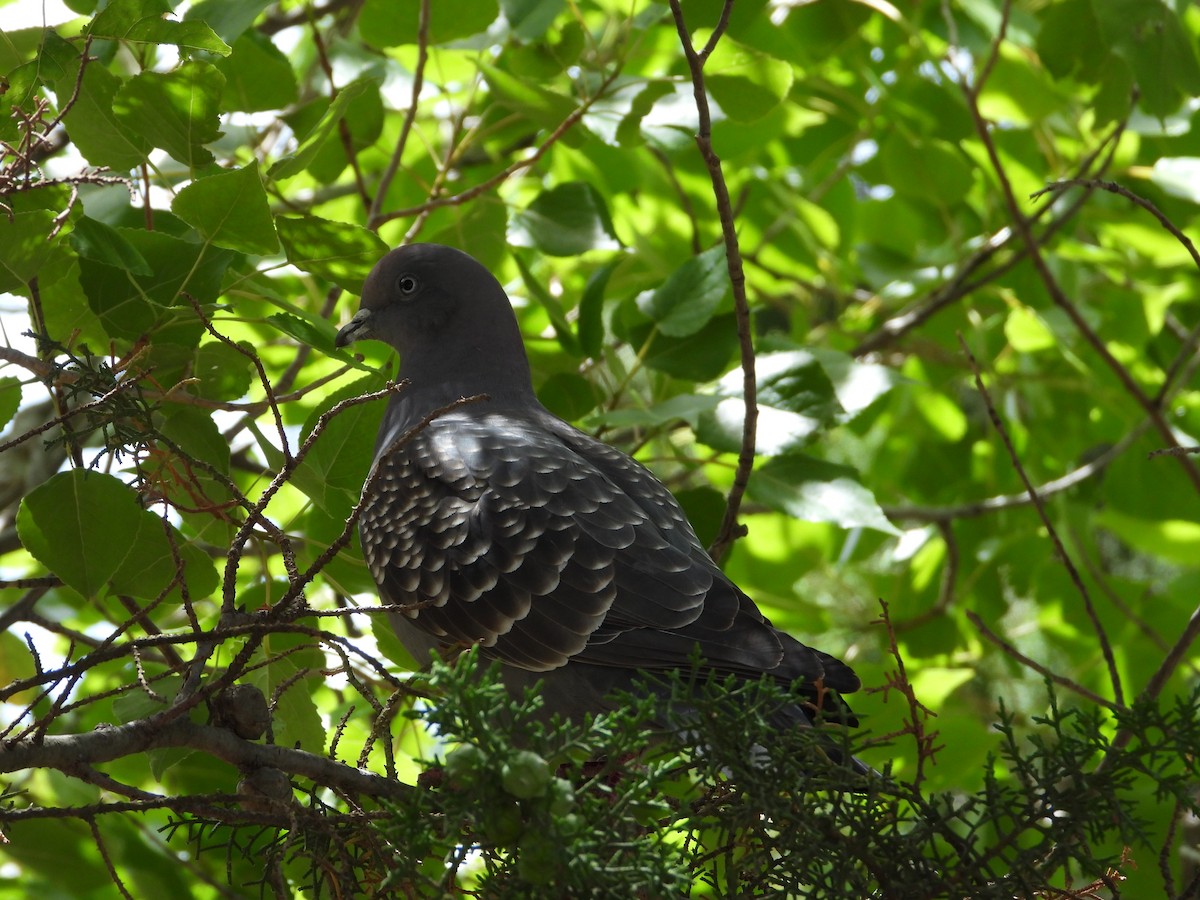 Spot-winged Pigeon - ML611409161