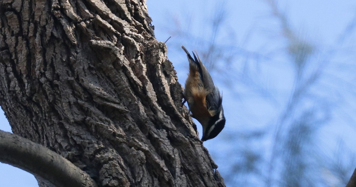Red-breasted Nuthatch - ML611409188