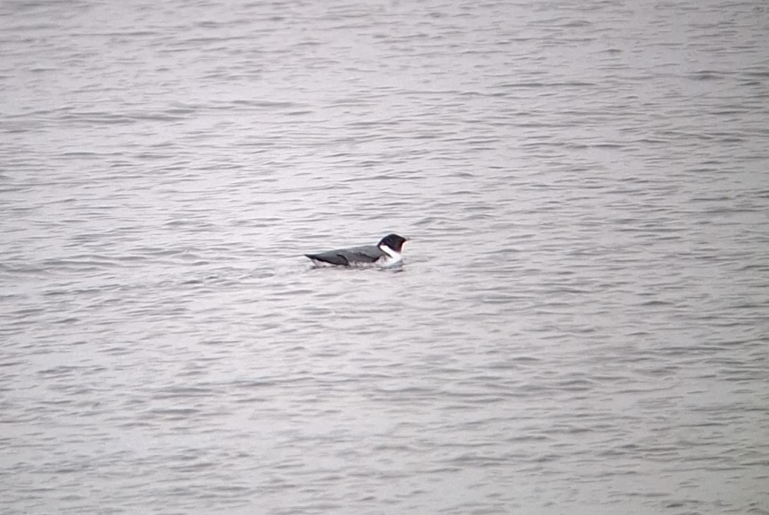Wisconsin eBird Checklist - 21 Nov 2023 - George K. Pinney County Park ...