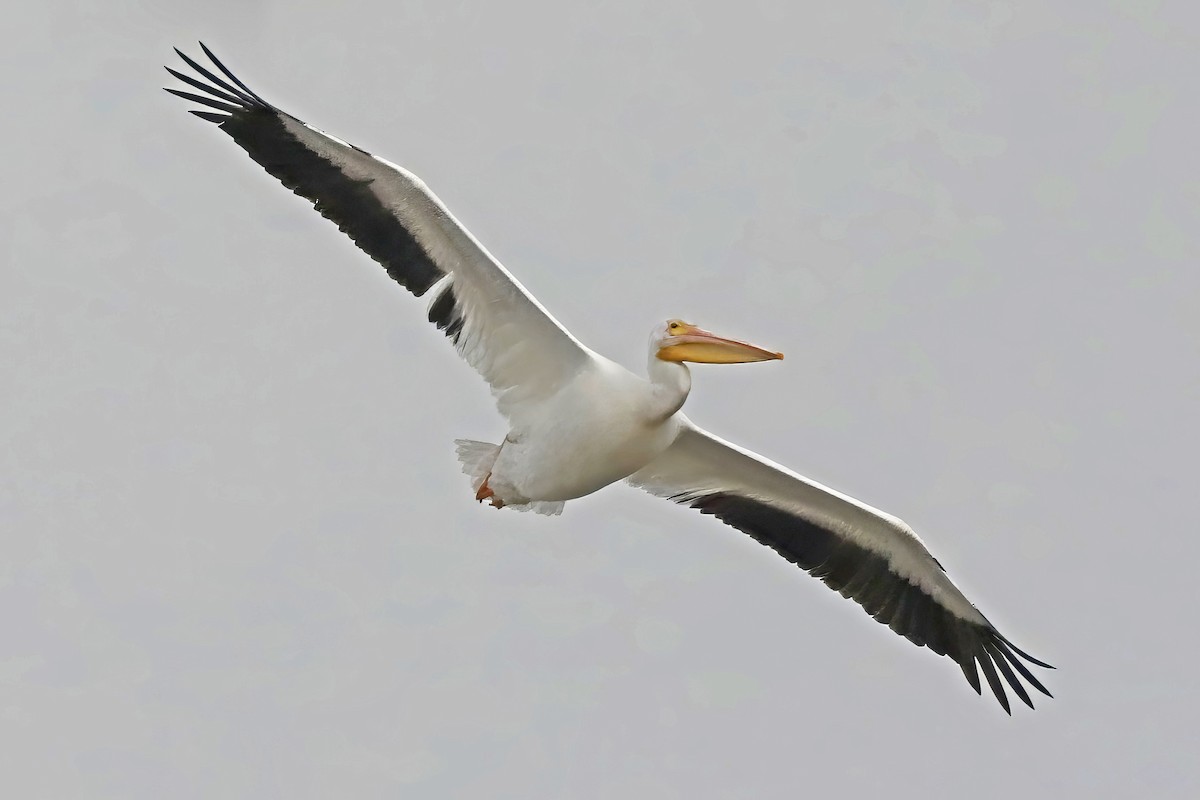 American White Pelican - ML611409691