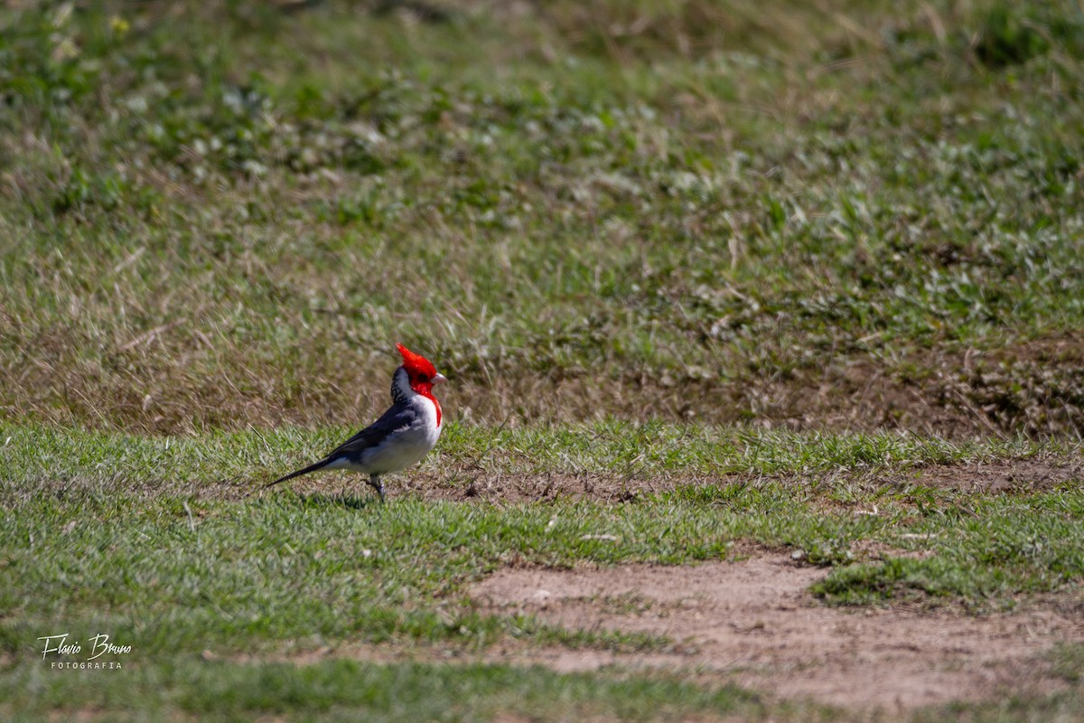 Red-crested Cardinal - ML611409785