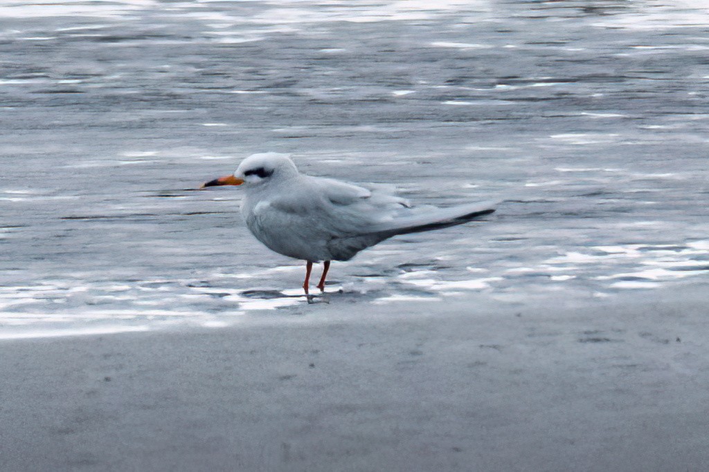 Snowy-crowned Tern - ML611409799