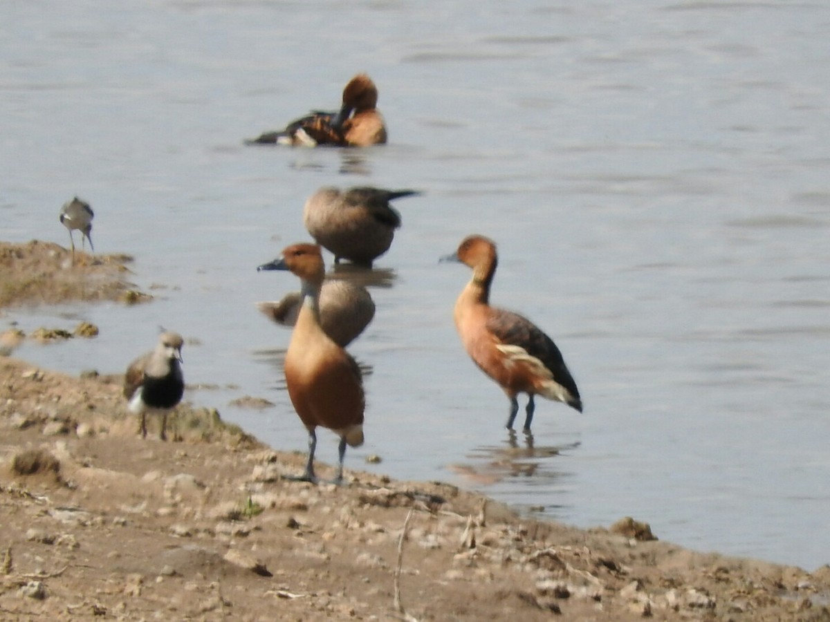 Fulvous Whistling-Duck - ML611410058