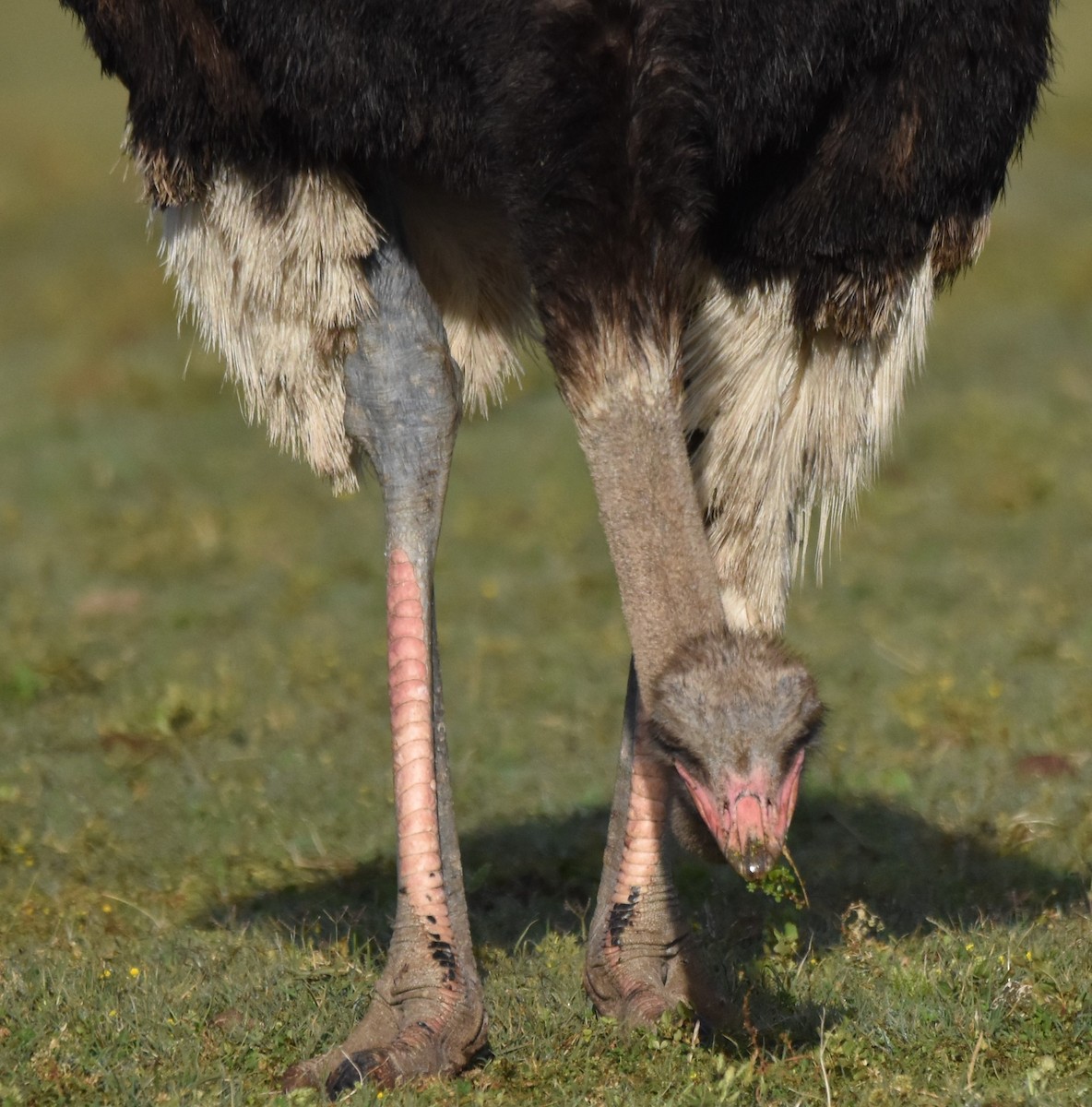 Common Ostrich - ML611410353
