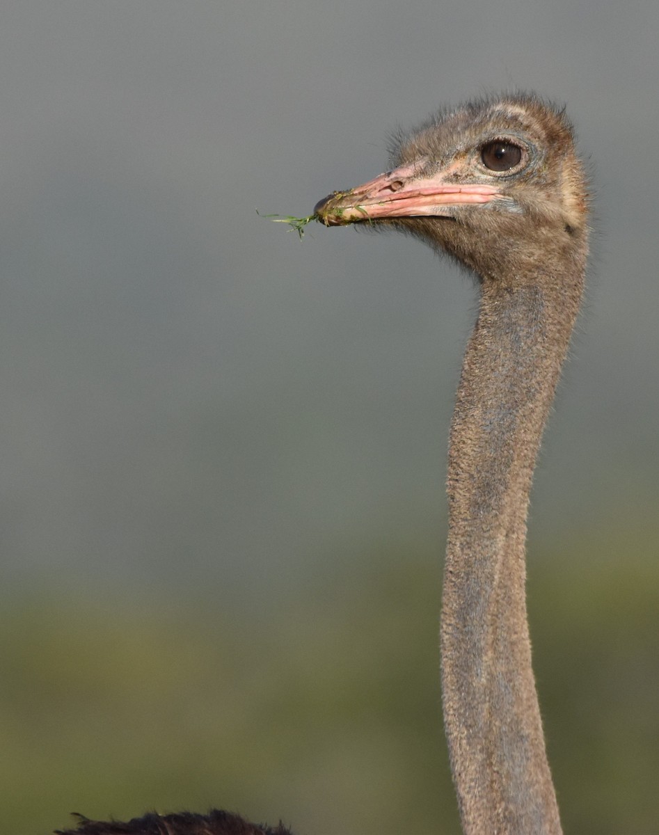 Common Ostrich - ML611410354