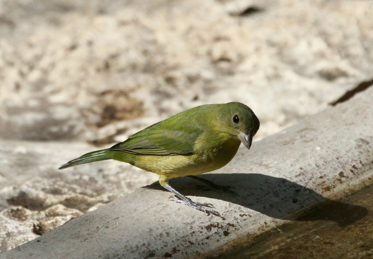 Painted Bunting - ML611410567