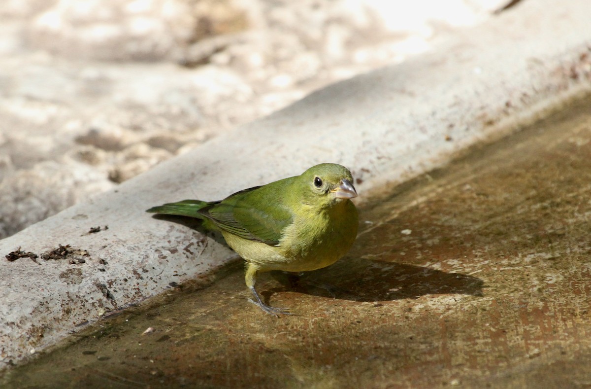 Painted Bunting - ML611410568