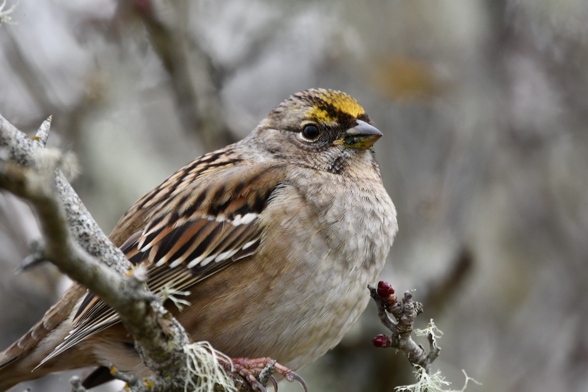 Golden-crowned Sparrow - ML611410815