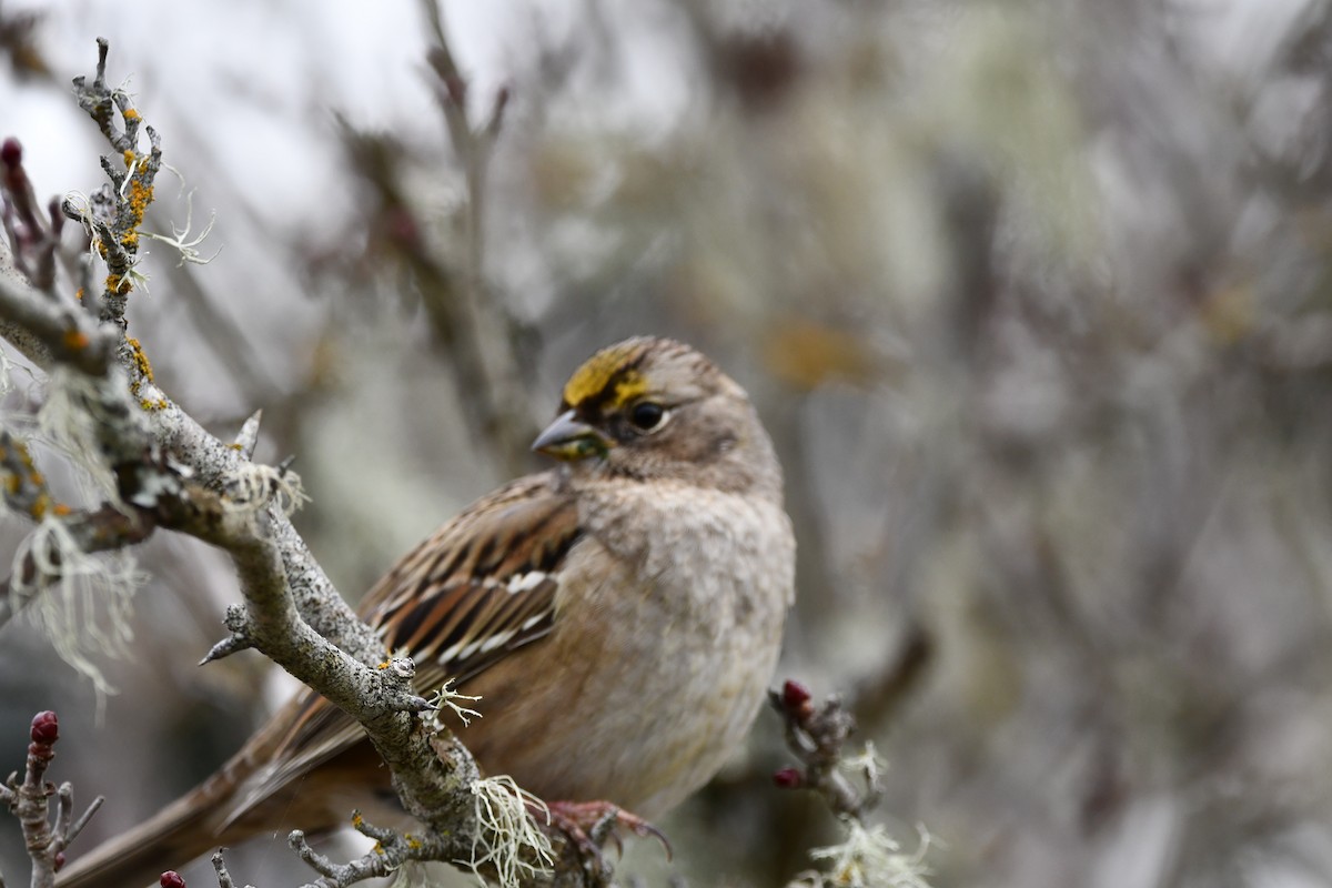 Golden-crowned Sparrow - ML611410816