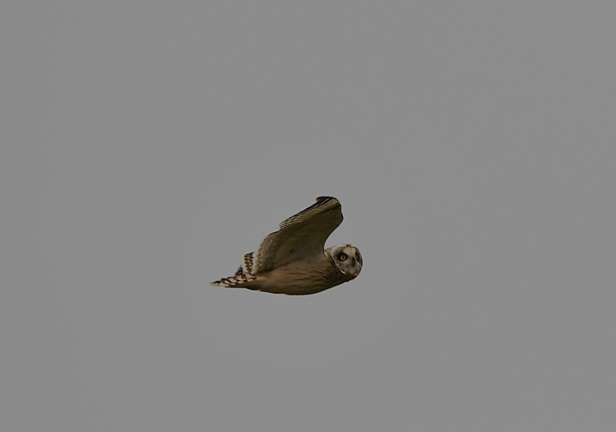 Short-eared Owl - ML611410825