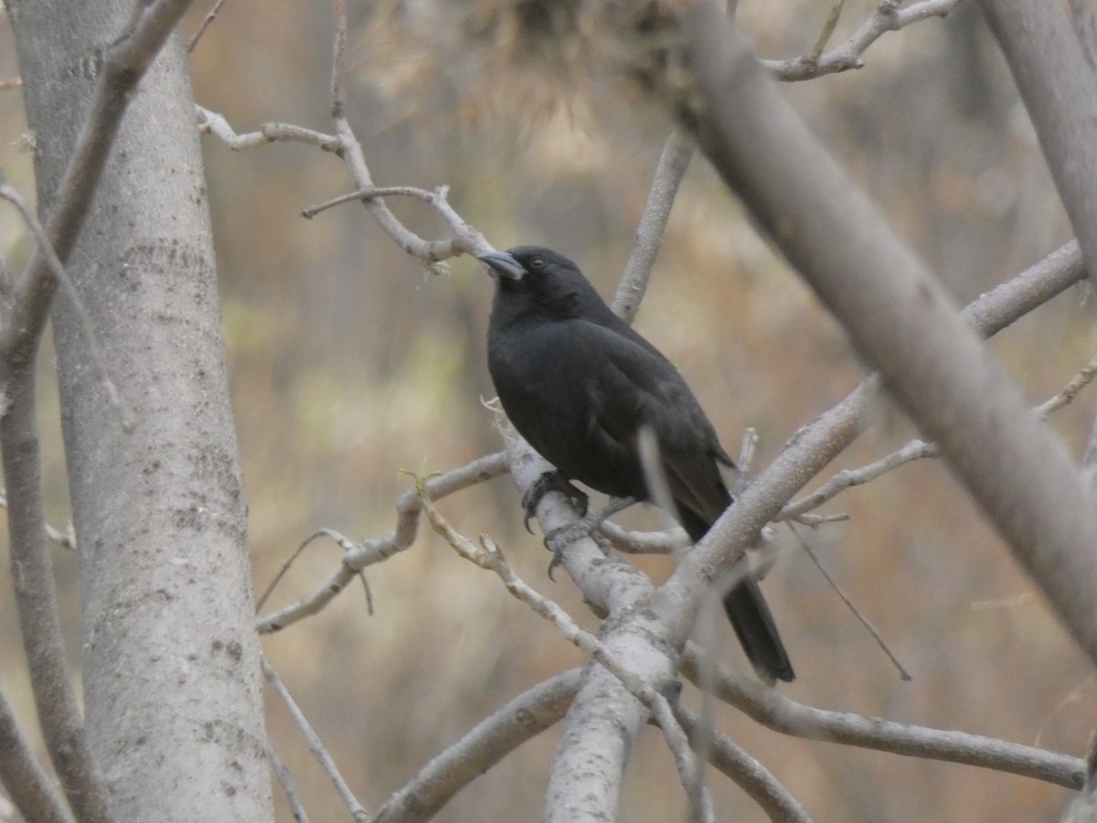 Bolivian Blackbird - ML611411404