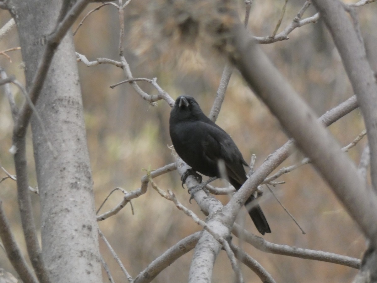 Bolivian Blackbird - ML611411405