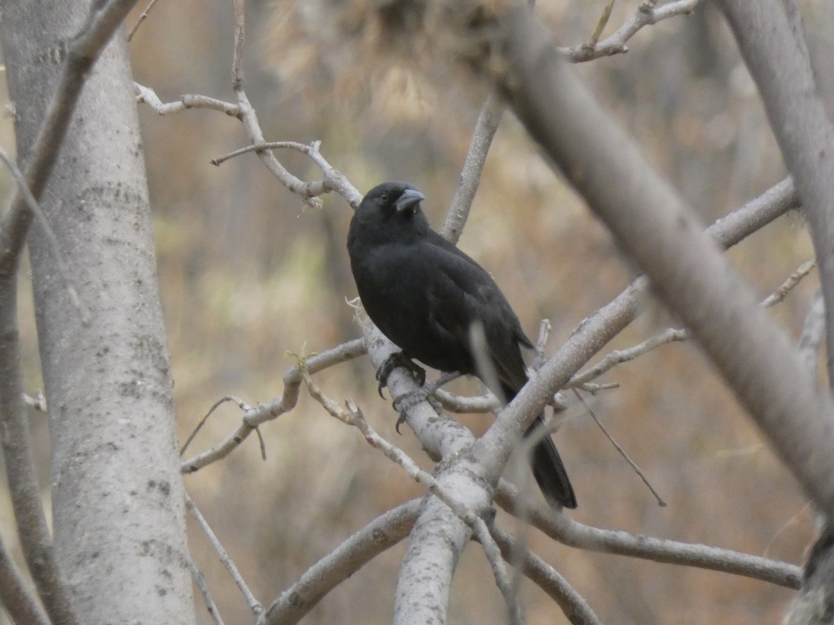 Bolivian Blackbird - ML611411406