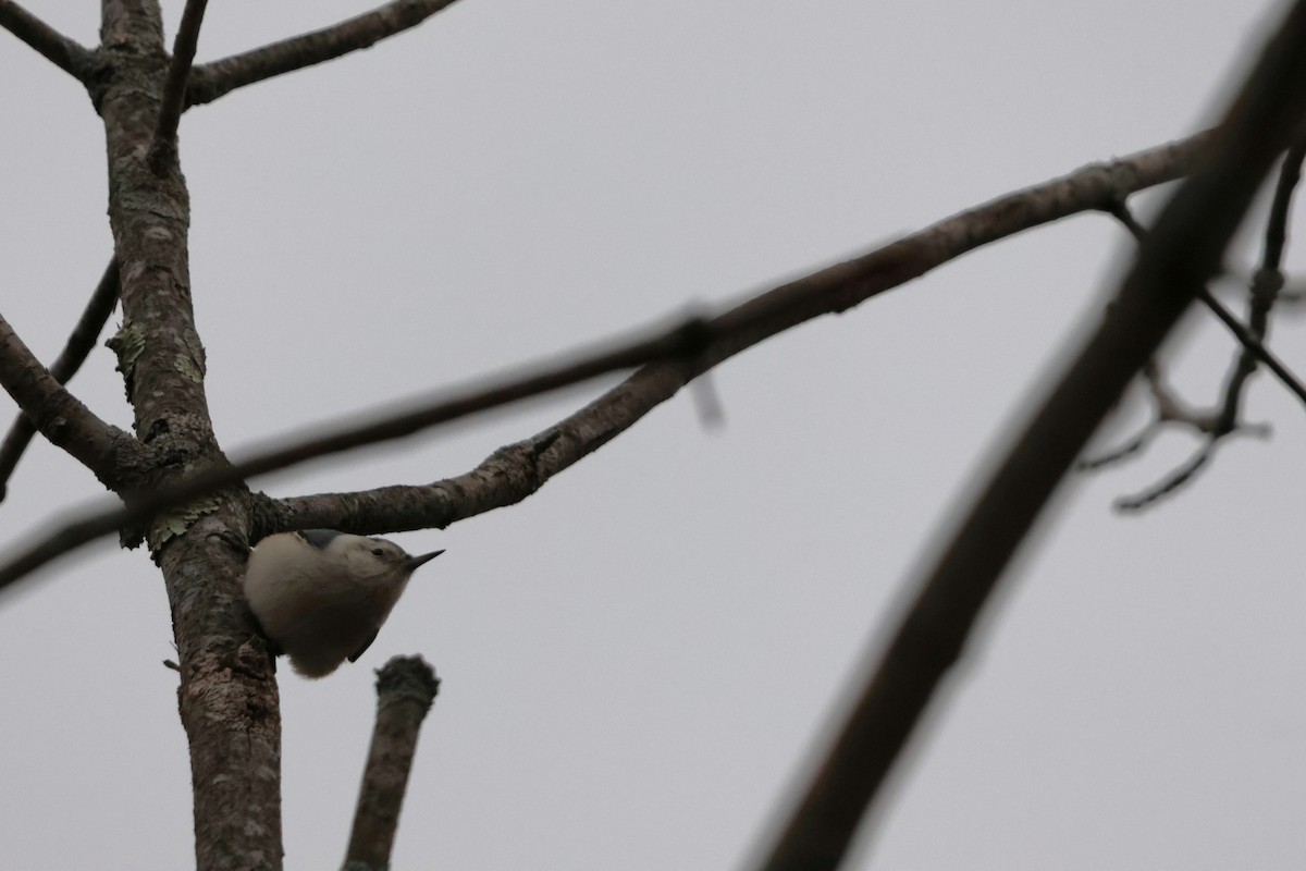 White-breasted Nuthatch - Anonymous