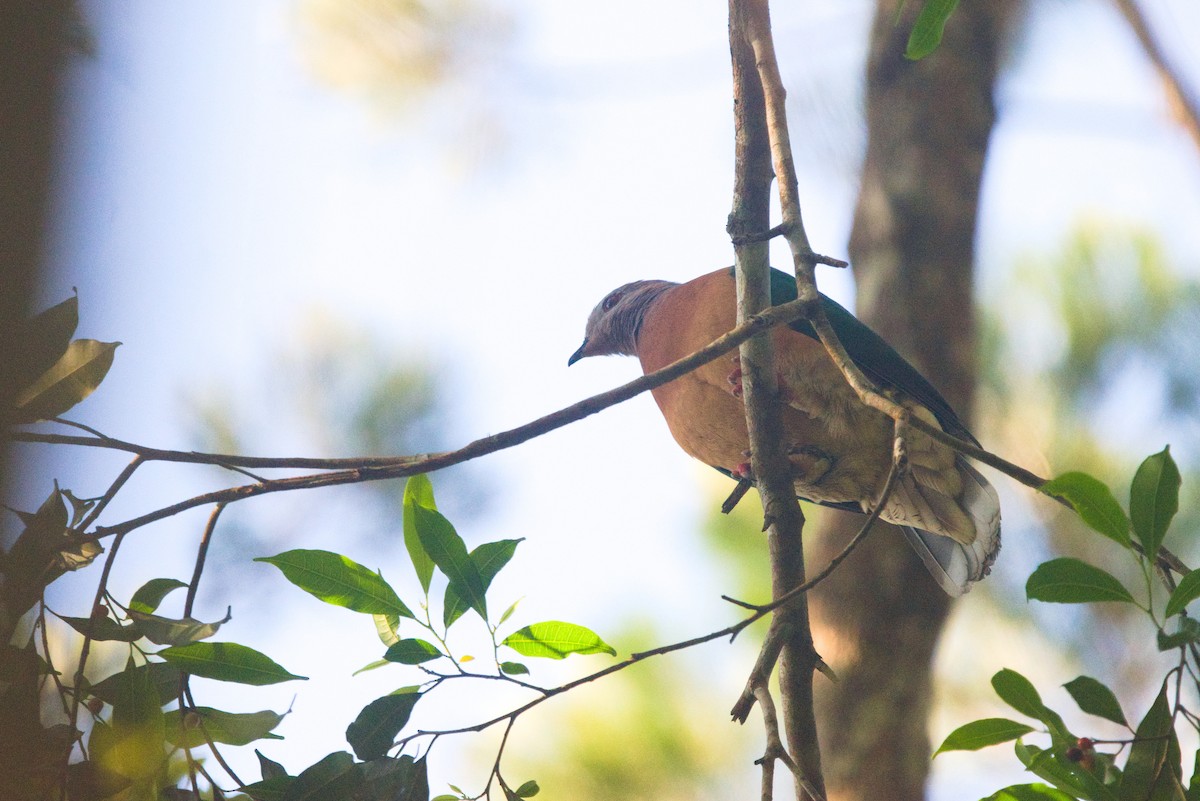 Purple-tailed Imperial-Pigeon - ML611411724